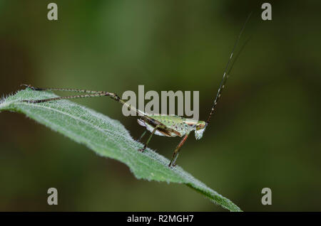 Bush, Katydid Scudderia sp., weibliche Nymphe Stockfoto