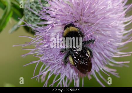 Amerikanische Bumble Bee, Bombus pensylvanicus, Distel, Cirsium sp. Stockfoto