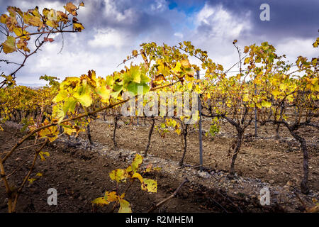 La Clape, Weinreben im Herbst unter Gewitter Stimmung Stockfoto