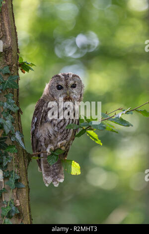 Waldkauz hocken auf einem Zweig Stockfoto