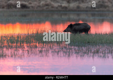 Wildschwein im Wasser Stockfoto