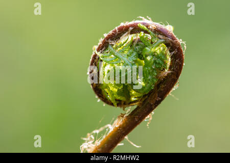 Die gemeinsamen Lady - fern Stockfoto