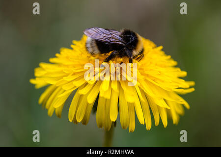 Hummel auf Löwenzahn blühen Stockfoto