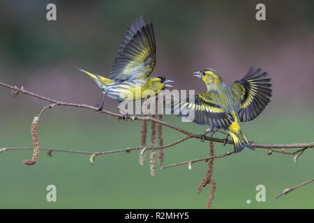 Streit Siskins Stockfoto