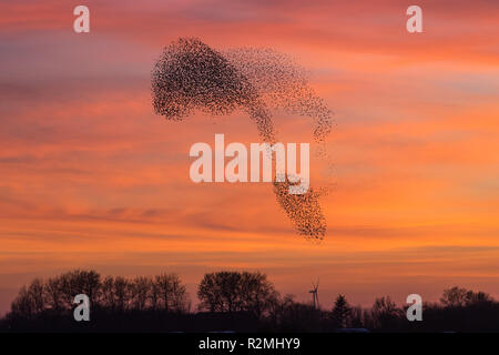 Stare in den Schwarm, roten Abendhimmel Stockfoto