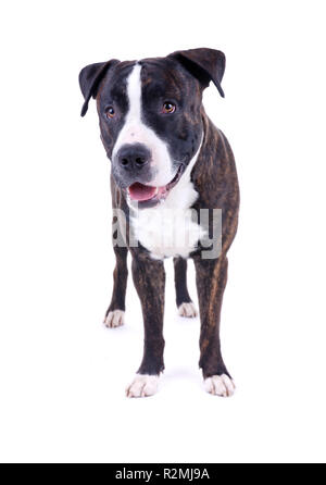 hundeportrait Stockfoto