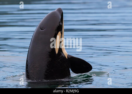 Nördlichen Bewohner Schwertwal (Orcinus orca) Spy-hopping in der Nähe von Malcolm Insel in der Queen Charlotte Strait, Great Bear Rainforest Küste, British Col Stockfoto