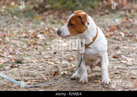 Traurig doggy Jack Russell Terrier sitzt auf dem Boden Stockfoto