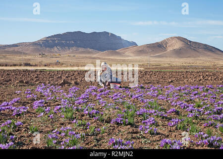 Eine iranische Frau beginnt die Ernte der Safran Blumen am frühen Morgen, Stockfoto