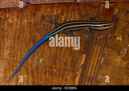 Fünf gesäumten Skink, Plestiodon fasciatus, an der Seite des Hauses Stockfoto