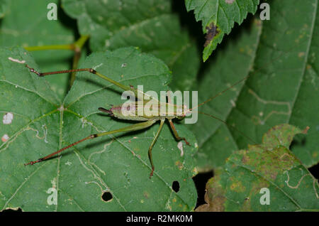 Bush, Katydid Scudderia sp., weibliche Nymphe Stockfoto