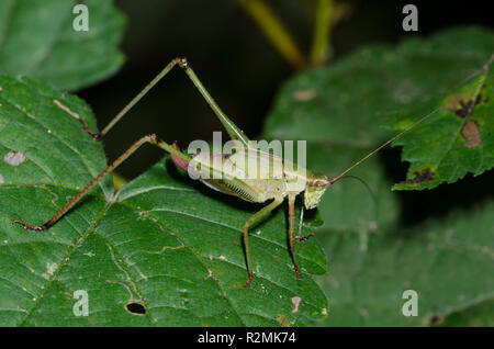 Bush, Katydid Scudderia sp., weibliche Nymphe Stockfoto