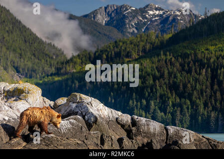 Grizzly Bear Cub entlang einer kleinen Insel im Knight Inlet, erste Nationen Gebiet, British Columbia, Kanada. Stockfoto