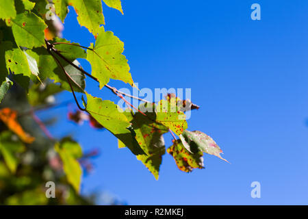 Amur Ahorn (Acer ginnala / Acer tataricum subsp. Ginnala) Blätter gegen blauen Himmel Stockfoto