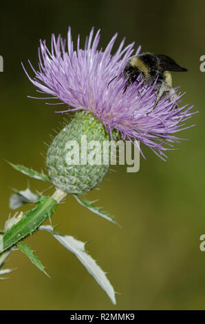 Amerikanische Bumble Bee, Bombus pensylvanicus, Distel, Cirsium sp. Stockfoto