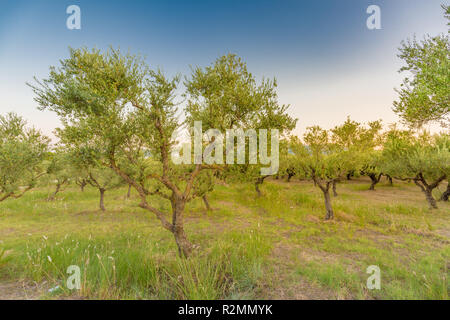 Olivenölbäume voll mit Oliven in Griechenland im Winter bereit für die Ernte Stockfoto