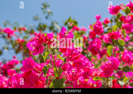 Blühende Bougainvillea. Magenta Bougainvillea Blüten. Bougainvillea Blumen als Hintergrund. Stockfoto