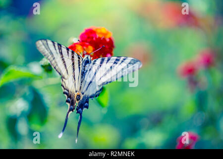 Schöne rosafarbene Blume frischer Frühlingmorgen auf der Natur und flatternde Schmetterlinge auf weichem, verschwommenem Hintergrund, Makro. Frühlings-Blumenmuster Stockfoto