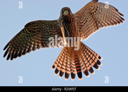 Auge in Auge - wildlife Stockfoto