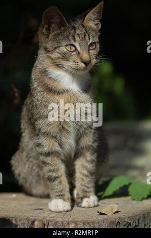 Katze Stockfoto