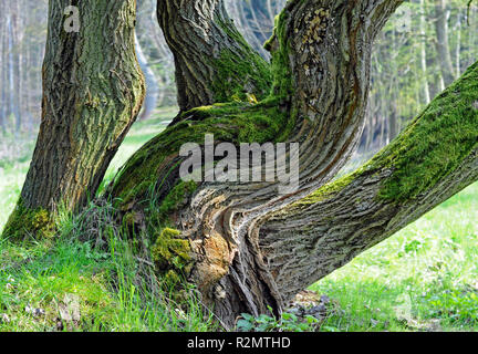 Multi-stammte crack Willow, mit zerklüfteten moosigen Rinde, auf einem Strom in den Auwald Stockfoto