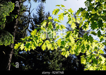Natürlichen Mischwald mit Fichte und Laubbäumen wie rote Eiche Quercus rubra Stockfoto