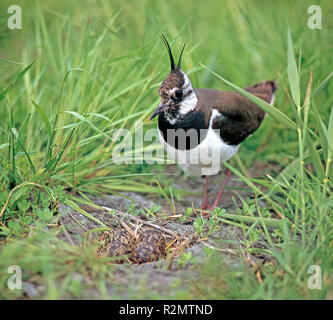 Der Kiebitz, die aufgrund der fortschreitenden Verlust ihrer Lebensräume ist selten geworden, vor der sich im Nest Stockfoto