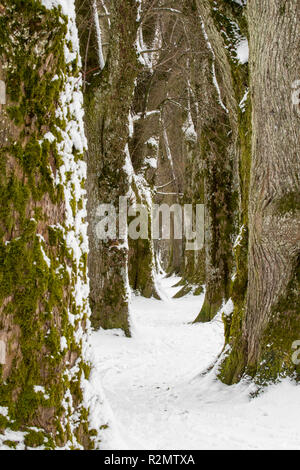 Alter Baum Avenue im Winter mit Schnee und Eis Stockfoto