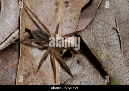 Wolf Spider, Familie Lycosidae Stockfoto