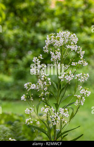 Meerrettich, Armoracia rusticana, Blossom Stockfoto