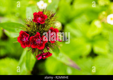 Sweet William im Garten, Dianthus barbatus Stockfoto