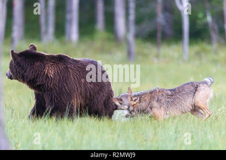 Wolf Angriffe Braunbär Stockfoto