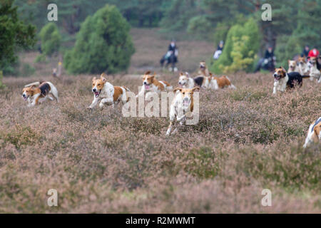 Hund Pack, Foxhounds Stockfoto