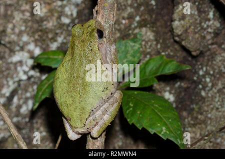 'SCope grauer Laubfrosch, Hyla chrysoscelis Stockfoto