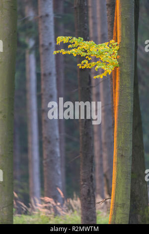 Buche durch die Strahlen der aufgehenden Sonne beleuchtet Stockfoto