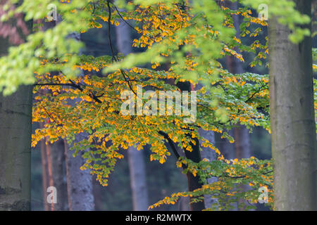 Buchenblätter im Licht der aufgehenden Sonne Stockfoto