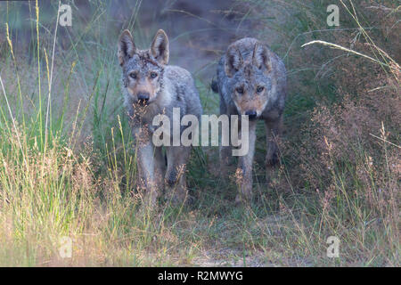 Zwei Wolfswelpen in der Wildnis Stockfoto