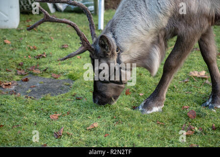 Ein Rentier verwendet, um den Schlitten zu ziehen ist gesehen, eine schnelle Mahlzeit vor der Parade. Stirling kam, die festliche Zeit mit ihren jährlichen Weihnachten Licht Einschalten Ereignis beginnen, dies ist eine jährlich stattfindende Veranstaltung, die am 18. November stattfindet. Stirling Rat einen Wettbewerb, um zu sehen, wem Glück und neben Santa sitzen für die Parade und die Ehre haben, den Schalter auf. Dieses Jahr sah Alfie Bell und seine Mutter Stephanie Bell in die Ehre. Stockfoto