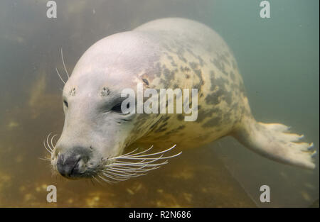 Friedrichskoog, Deutschland. 20 Nov, 2018. Eine ausgewachsene Kegelrobben taucht in seinem Gehäuse am Friedrichskoog Dichtung entfernt. Quelle: Axel Heimken/dpa/Alamy leben Nachrichten Stockfoto