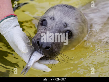 Friedrichskoog, Deutschland. 20 Nov, 2018. Die vier Wochen alten grau Dichtung Heuler 'Elvis' gespeist wird mit Fisch in der Dichtung station Friedrichskoog. Howlers sind junge Dichtungen endgültig von ihrer Mutter getrennt. Quelle: Axel Heimken/dpa/Alamy leben Nachrichten Stockfoto