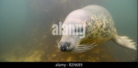 Friedrichskoog, Deutschland. 20 Nov, 2018. Eine ausgewachsene Kegelrobben taucht in seinem Gehäuse am Friedrichskoog Dichtung entfernt. Quelle: Axel Heimken/dpa/Alamy leben Nachrichten Stockfoto