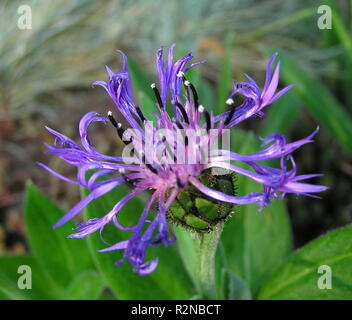 Centaurea montana Stockfoto