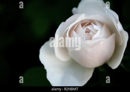 Whiterose Stockfoto