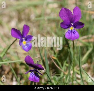 Zink violett.... Stockfoto