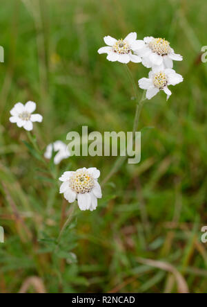 Sneezewort - Achillea ptarmica Weiß Wild Flower Stockfoto