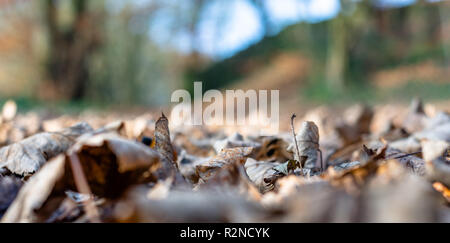 Getrocknete Blätter zusammengerollt auf dem Boden sitzend in Ansicht schließen Stockfoto