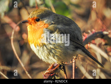 Robin Redbreast (Erithacus Rubecula) sitzt auf einem Ast in der Sonne Stockfoto