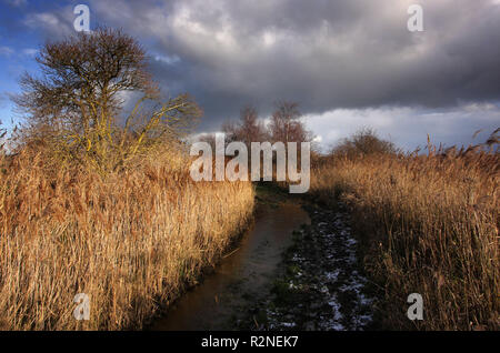 Stodmarsh, Kent, England, Großbritannien Stockfoto