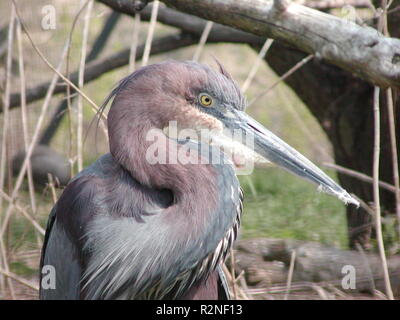 Goliath Reiher Stockfoto