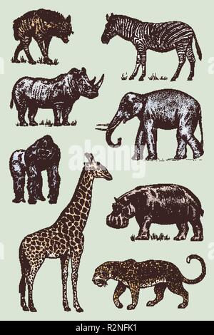 Einstellen der afrikanischen Tiere. Rhinoceros Elefant Giraffe Flusspferd Leopard Hyäne Western gorilla Wild Zebra. Graviert Hand gezeichnet Vintage alte Schwarzweiß-safari Skizze. Vector Illustration. Stock Vektor